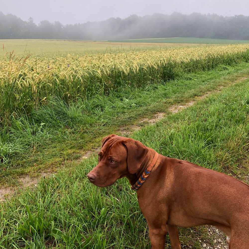 Hundetreffen-Social Dogwalk-Profilbild