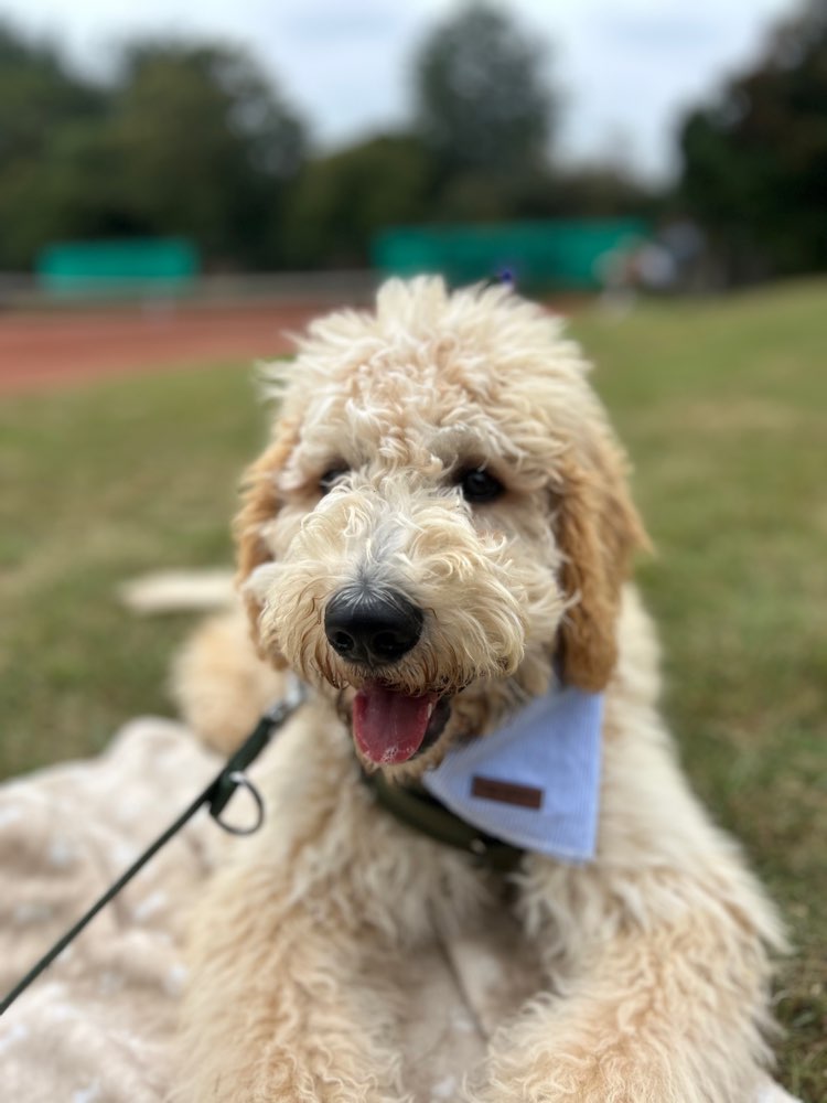 Hundetreffen-Welpen - und Junghunde Spieltreff 🎾-Profilbild