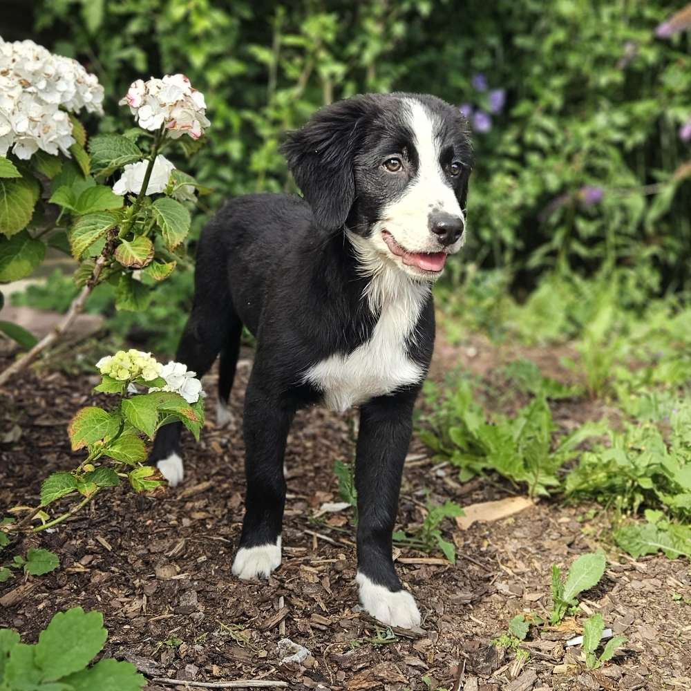 Hundetreffen-Welpentreff im Deister-Süntel-Profilbild