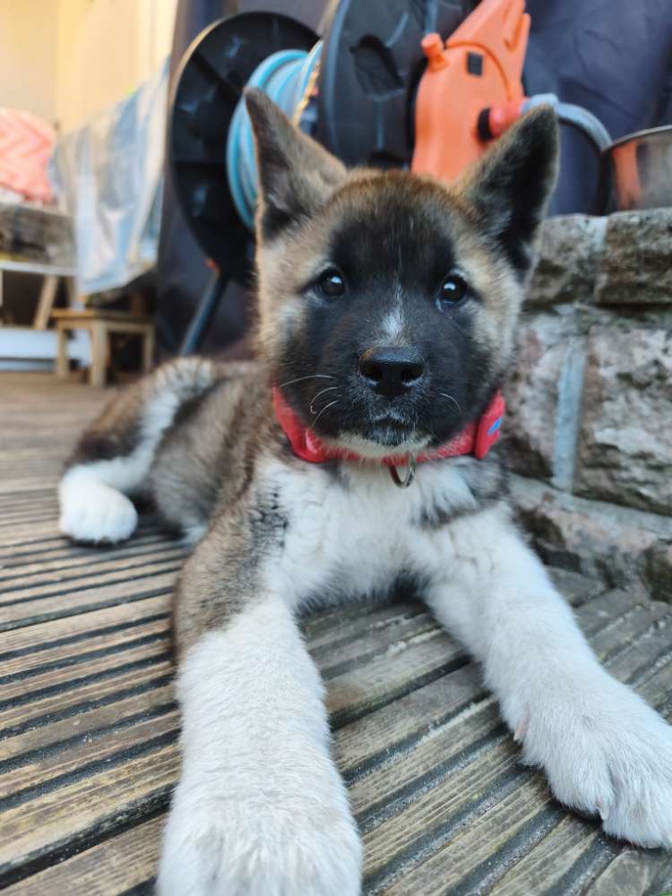 Hundetreffen-Gassitreffen-Profilbild