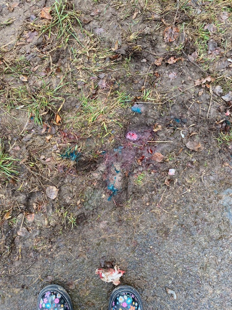 Giftköder-Giftköder-Profilbild