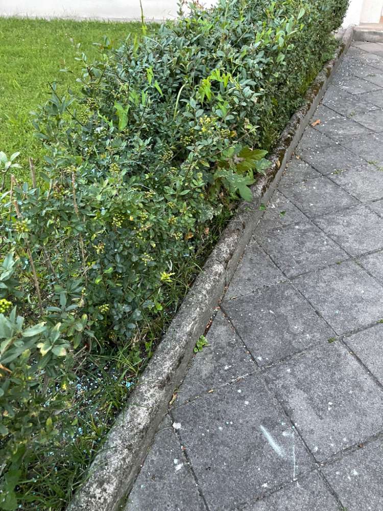 Giftköder-Blaukorn-Profilbild