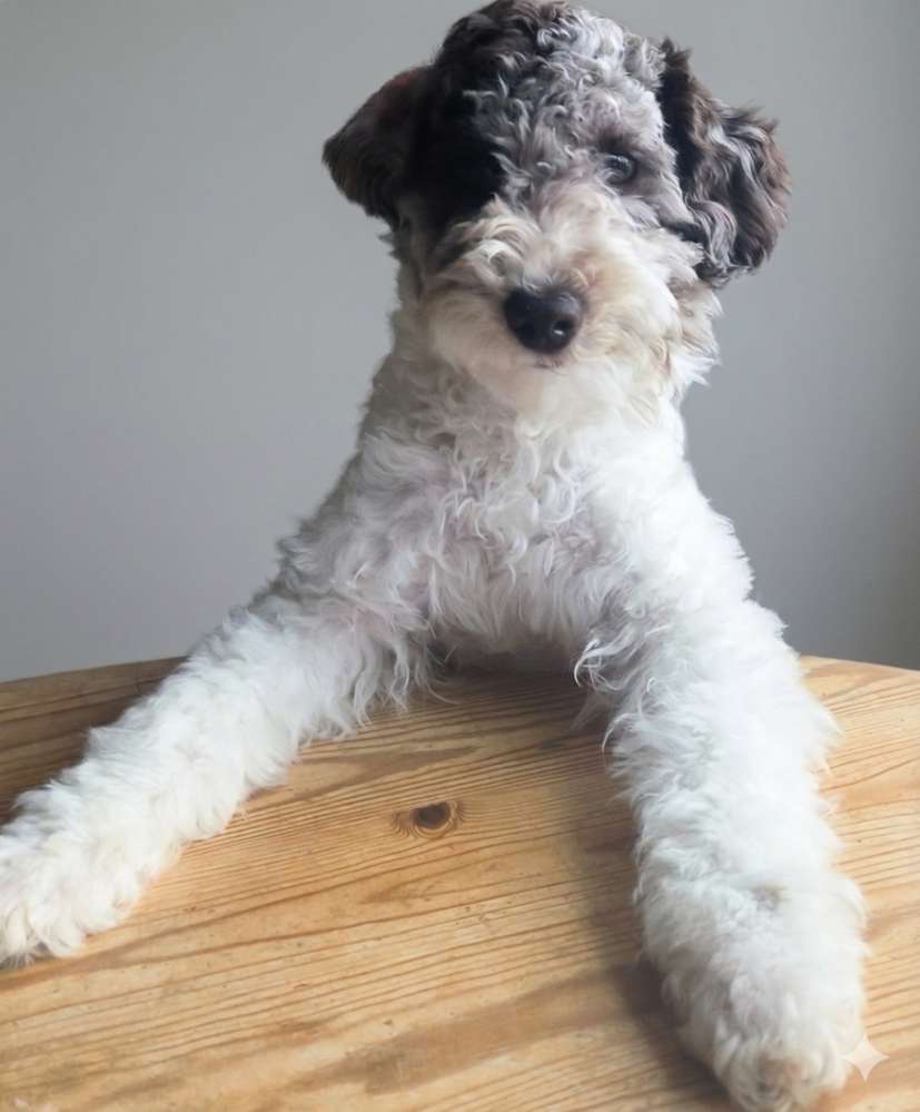 Hundetreffen-Suche Spielkameraden-Profilbild