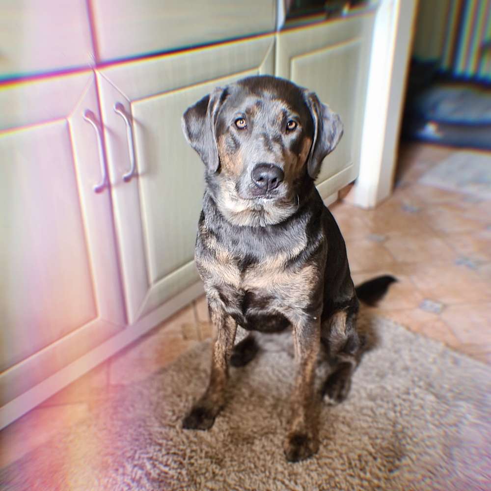 Hundetreffen-●Neue Spielkameraden gesucht ●-Profilbild