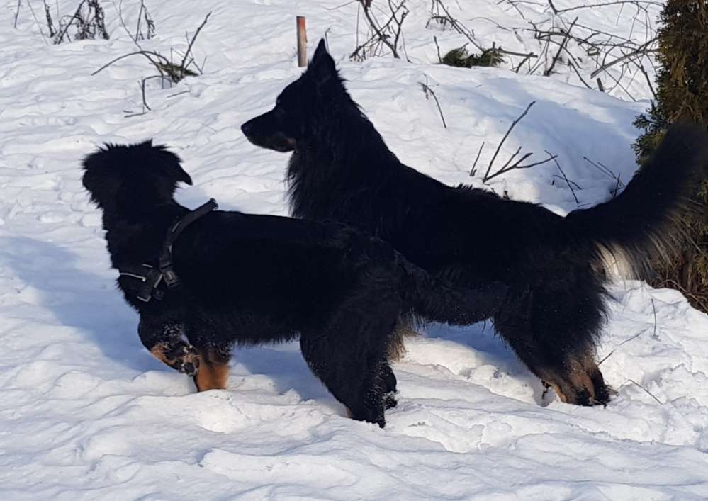 Hundetreffen-Rany und Buddy  sind immer  für neue Freunde zuhaben 🐕🐕-Profilbild