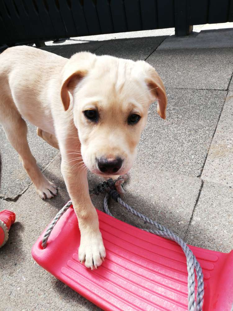 Hundetreffen-Welpentreffen Kiel-Profilbild