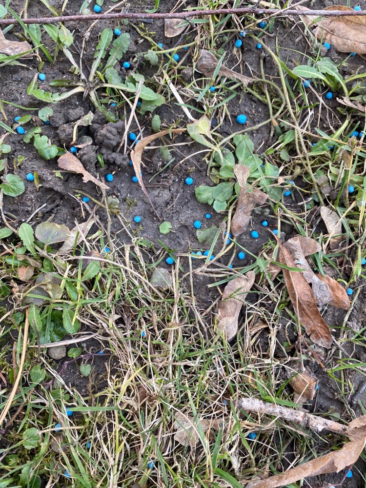 Giftköder-Blaukorn Dünger-Profilbild