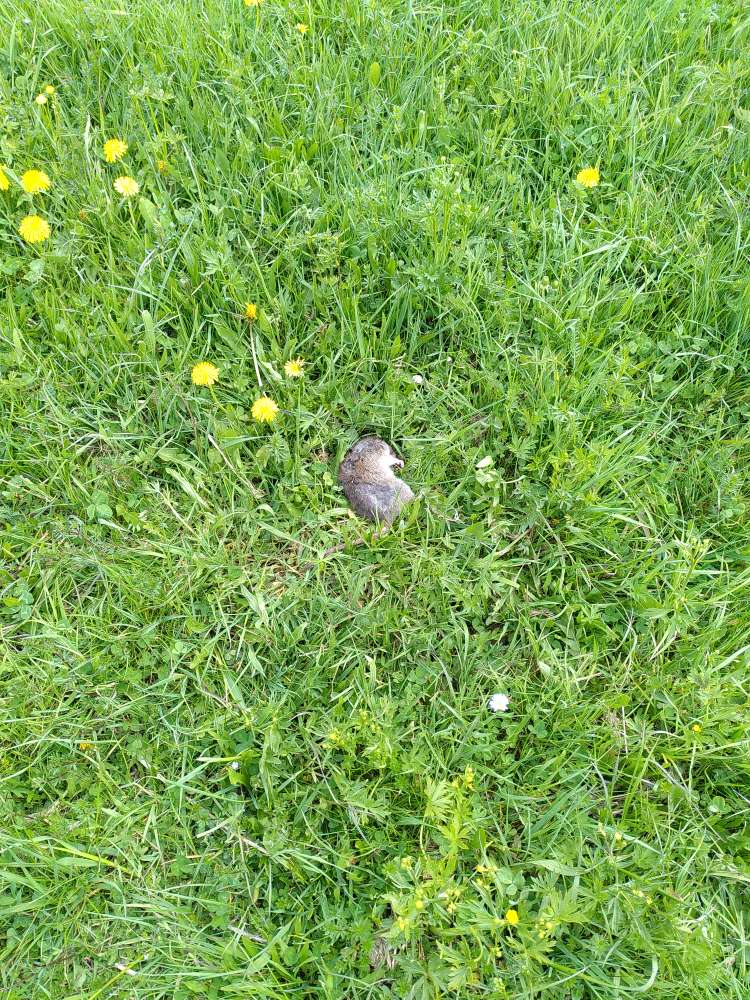 Giftköder-tote Ratte in Mitten der Pegnitzwiese-Profilbild