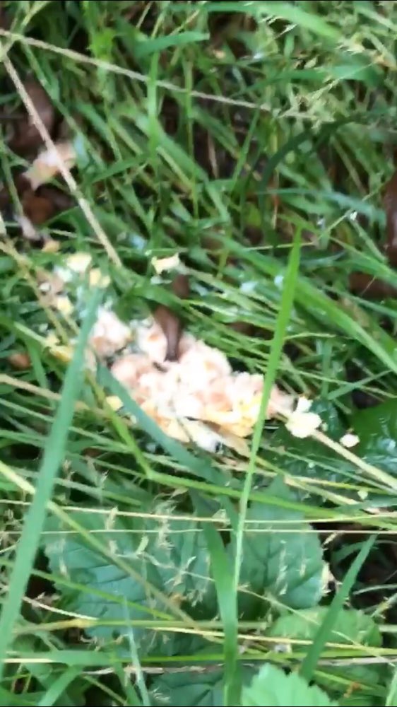 Giftköder-Vermutlich Giftköder-Profilbild