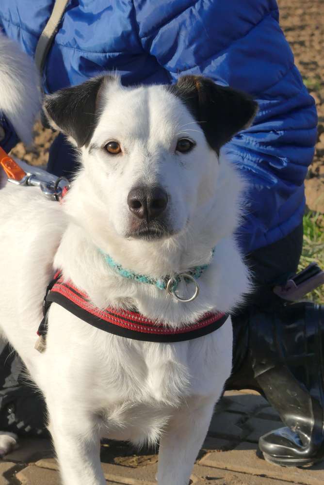 Hundetreffen-Gassirunden-Profilbild