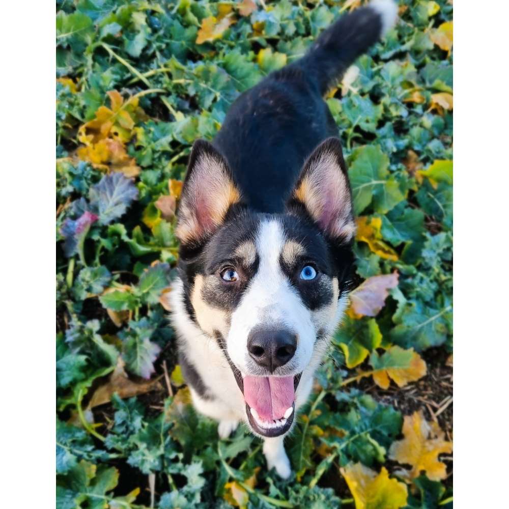 Hundetreffen-Gassirunden rund um Mayen 🐾❣-Profilbild