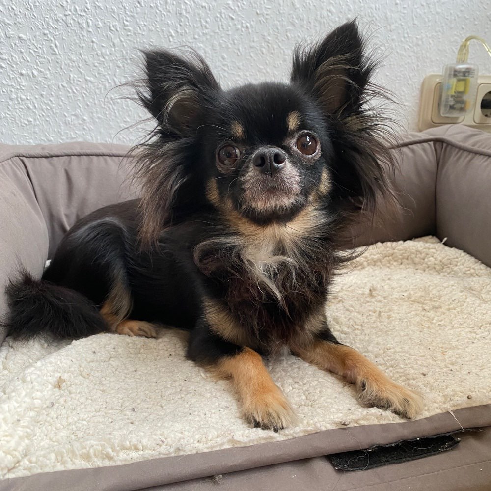 Hundetreffen-Kleine Hunde treffen-Profilbild