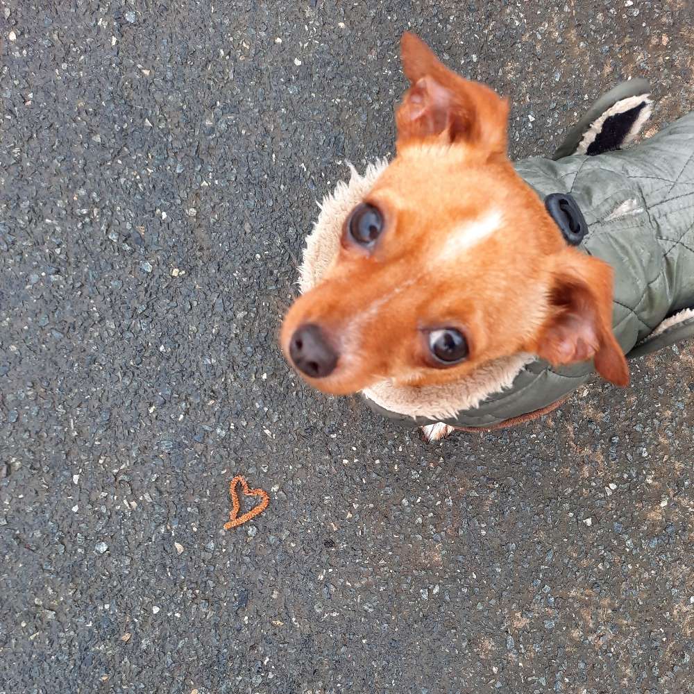 Hundetreffen-Spielpartner gesucht-Profilbild