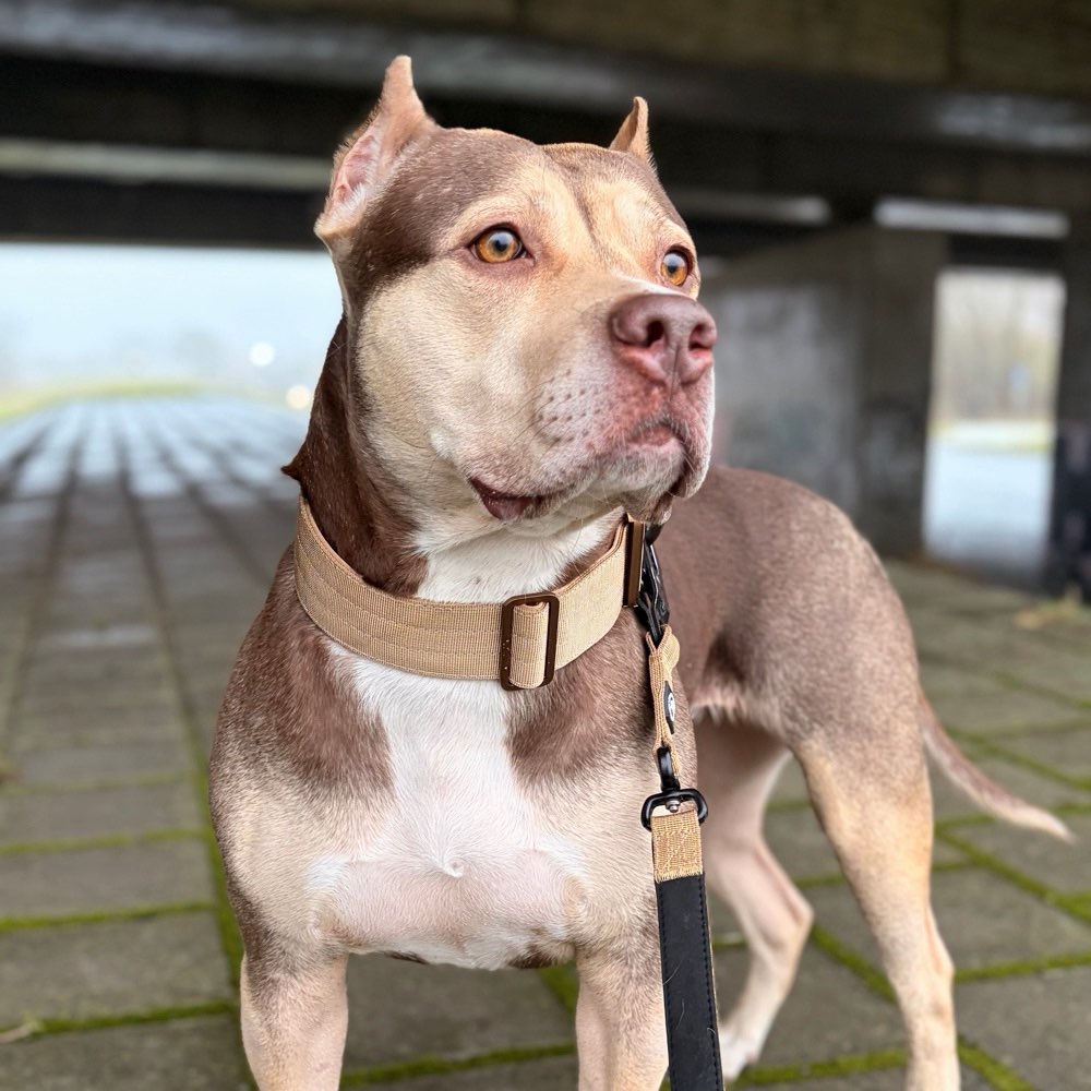 Hundetreffen-Ich suche einen Hund fur die Sozialisierung-Profilbild