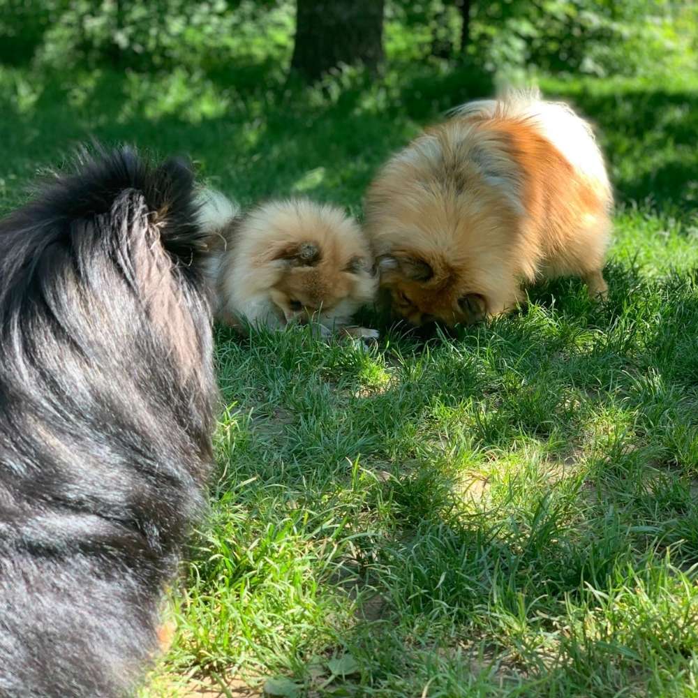 Hundetreffen-Minitreffen bis 10 kg-Profilbild