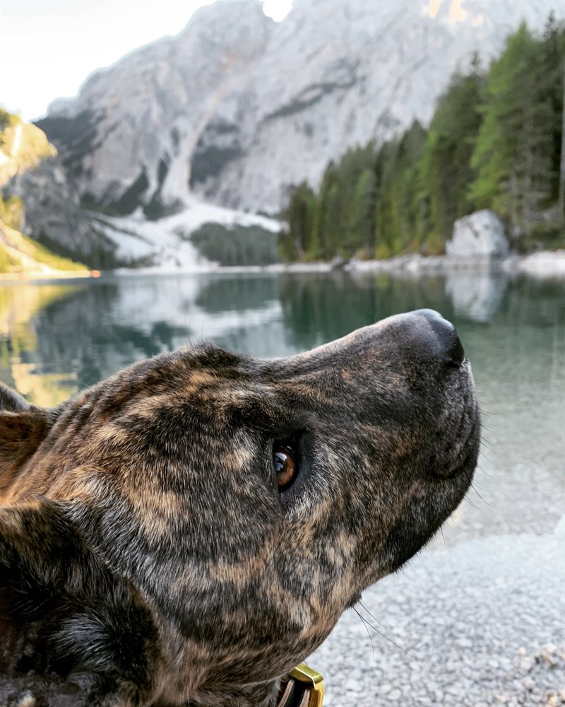 Hundetreffen-Social Walk / Begegnungstraining Raum SL-FL-Profilbild