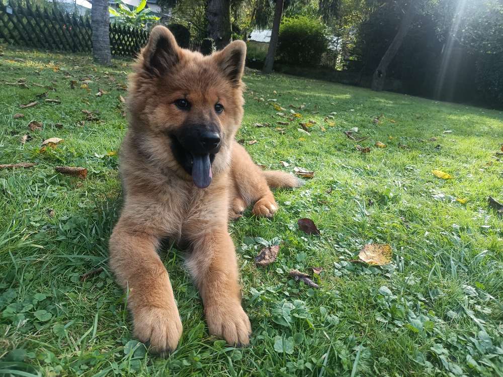 Hundetreffen-Spielrunde mit Caya-Profilbild