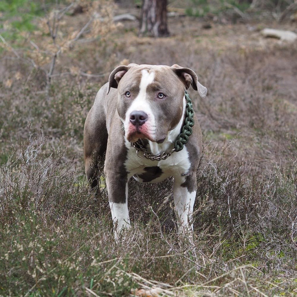 Hundetreffen-Hundekumpel on Treptow und Umgebung gesucht-Profilbild