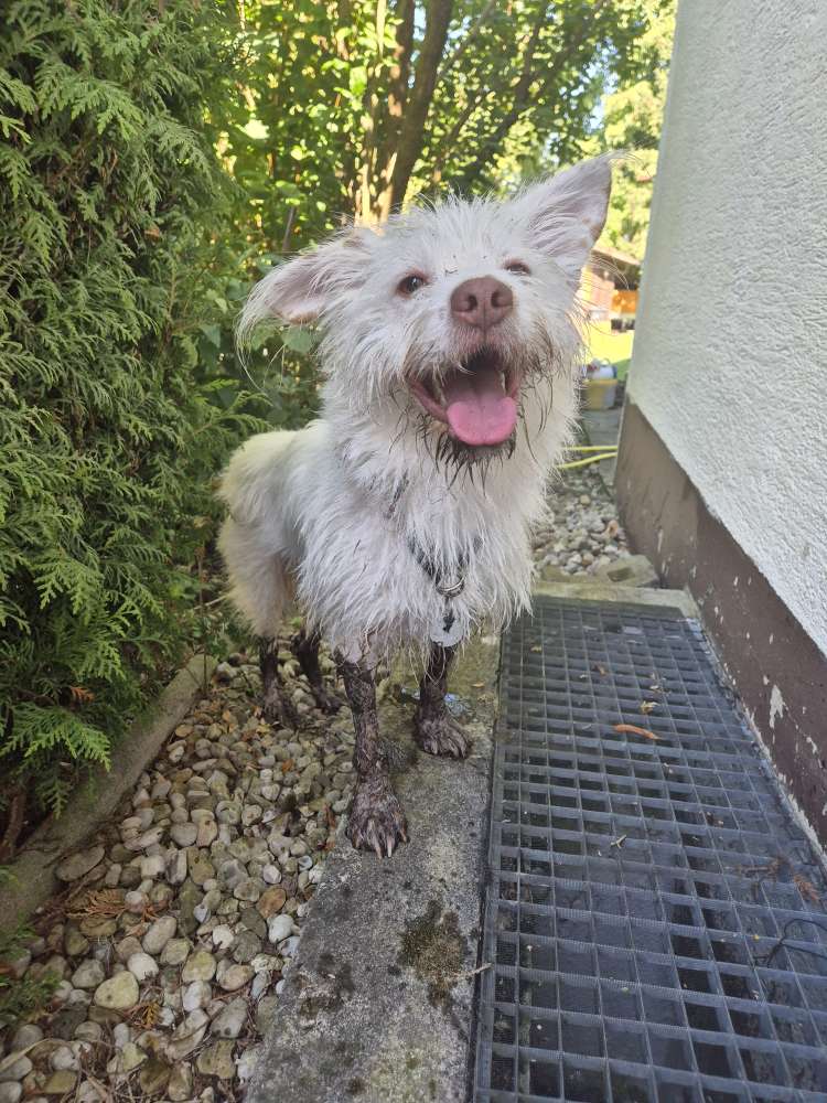 Hundetreffen-Suchen Hundekumpel in Bärenkeller-Profilbild