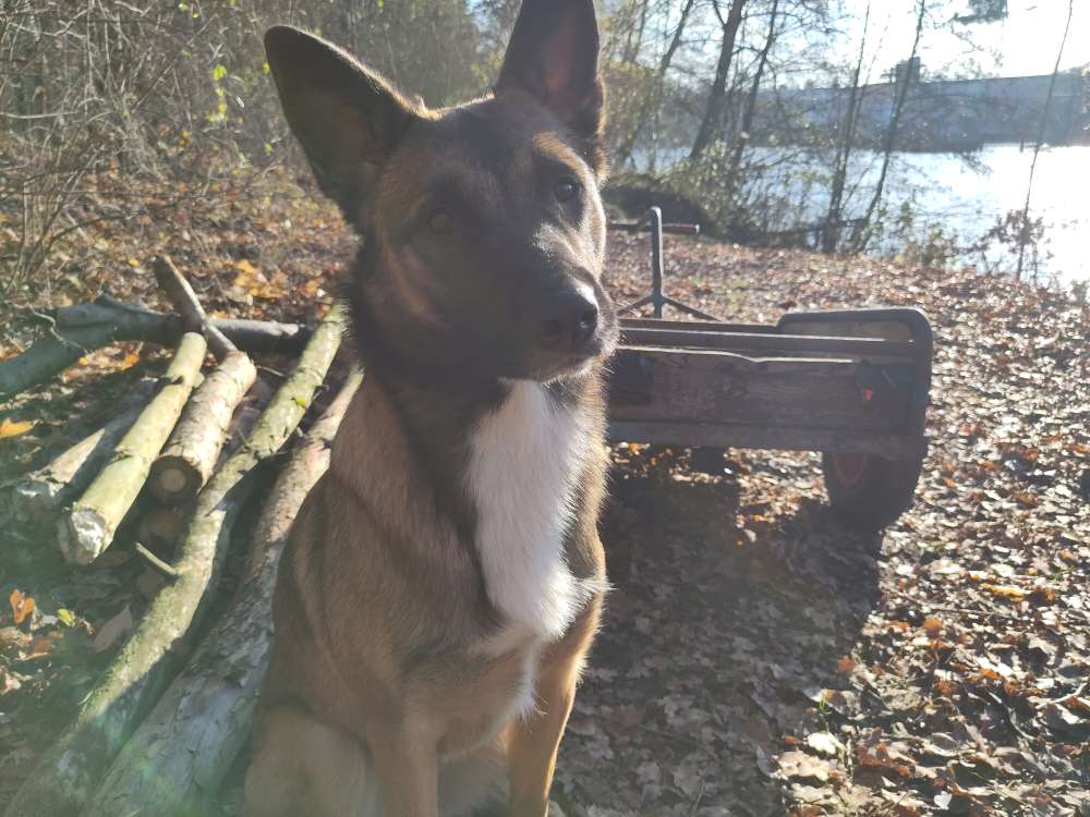 Hundetreffen-Suche Spieltreffen für meine sportlich Hündin in Velten :)-Profilbild