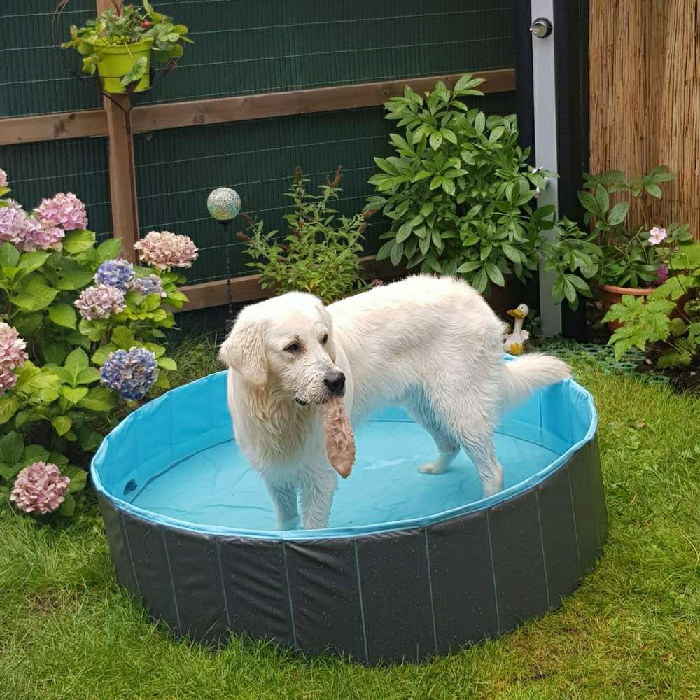 Hundetreffen-Toberunde-Profilbild