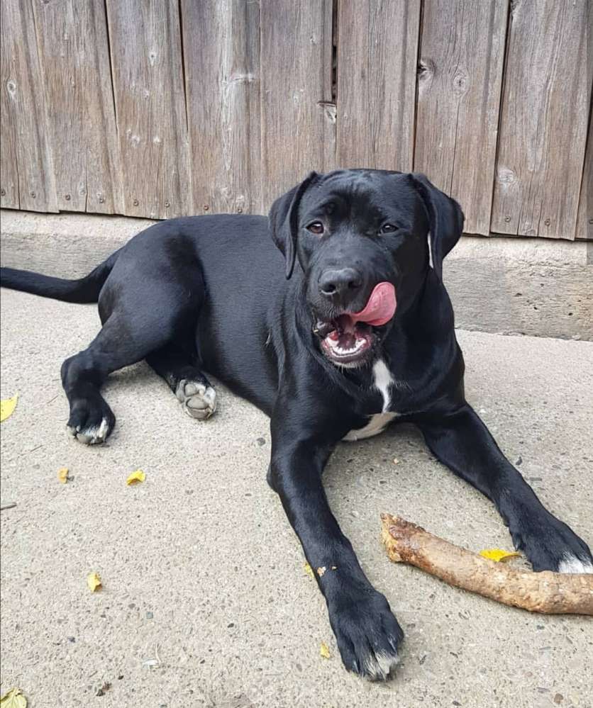 Hundetreffen-Hunde Treff zum Toben, Spielen, Gassi gehen...-Profilbild