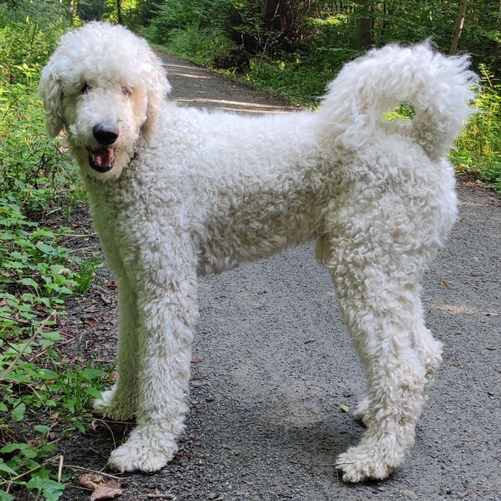 Hundetreffen-Hundekumpels zum Spielen und Rennen in Frankfurt Oberrad gesucht 😀-Profilbild