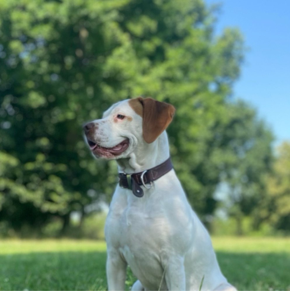 Hundetreffen-Energiebündel-Profilbild