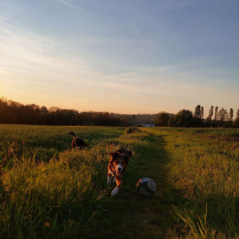 Hundetreffen-Gassirunden/Spiel- und Trainingseinheiten-Profilbild