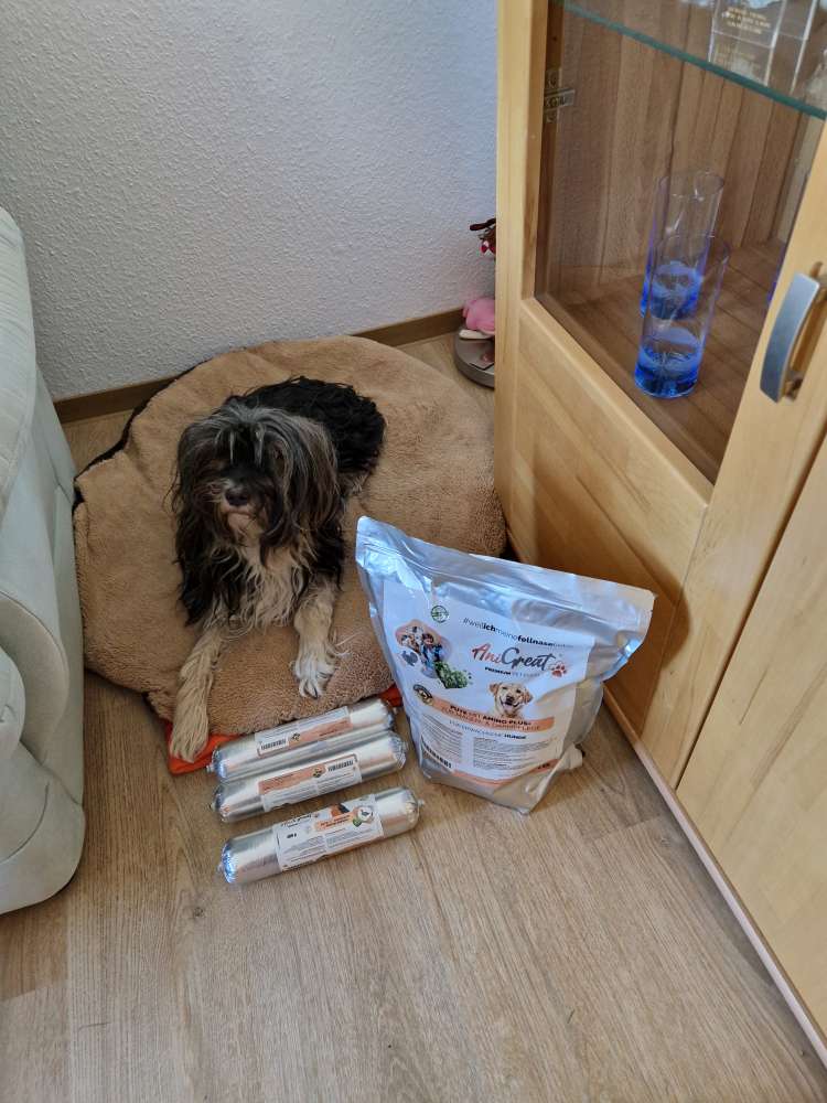 Hundetreffen-Gemeinsame Hunderunde-Profilbild