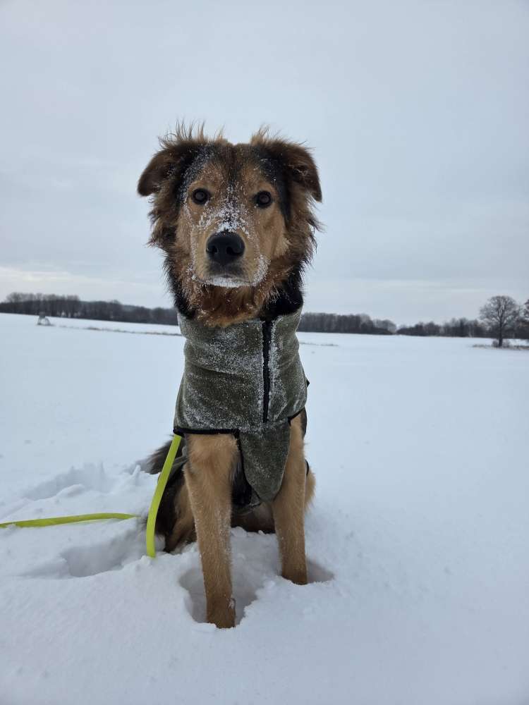 Hundetreffen-Gemeinsame Spaziergänge-Profilbild