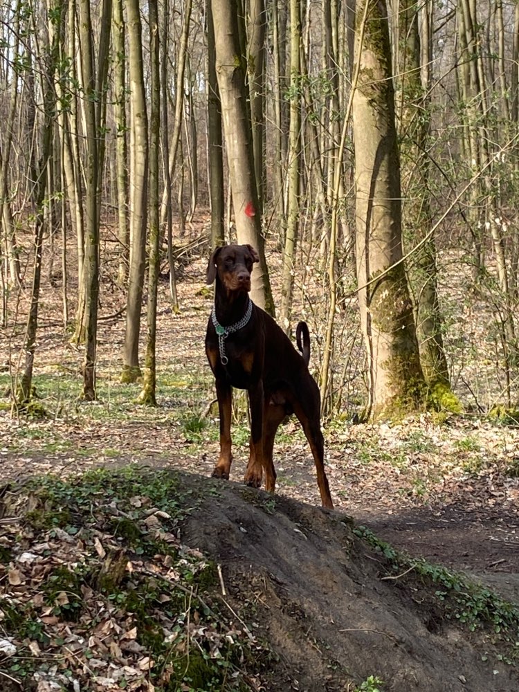 Hundetreffen-Spiel und Gassirunde-Profilbild