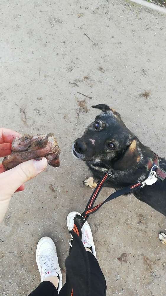 Giftköder-Rohes Hähnchenfleisch unter Blättern-Profilbild
