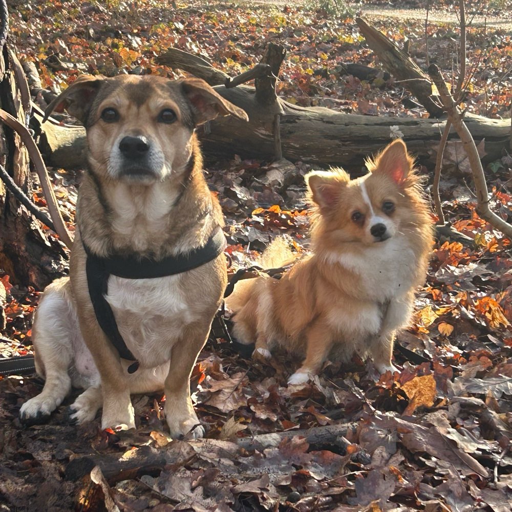 Hundetreffen-Hundetraining treffen-Profilbild