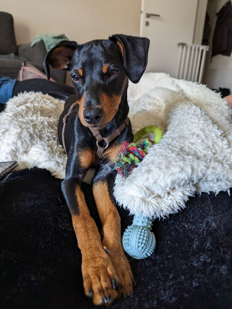 Hundetreffen-Treffen in Reinbek-Profilbild