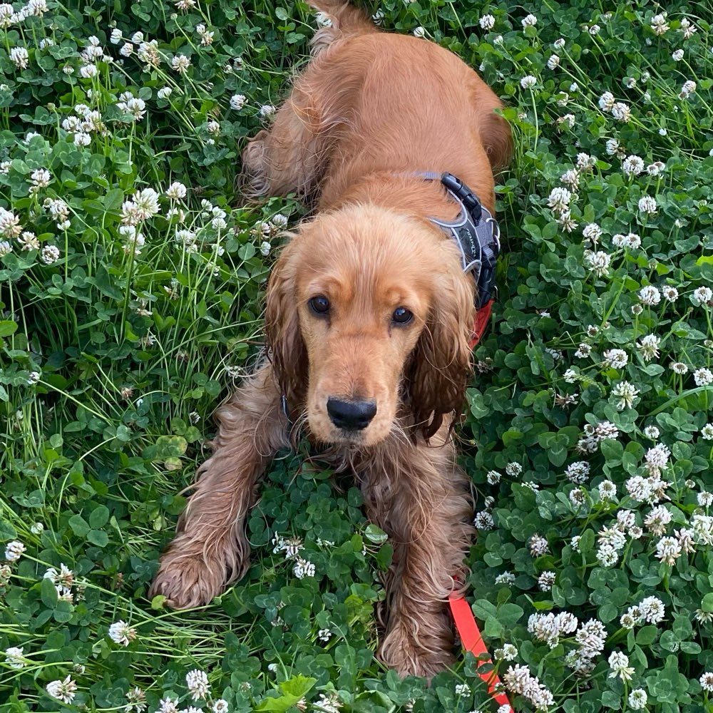 Hundetreffen-Spiel- und Trainingspartner-Profilbild