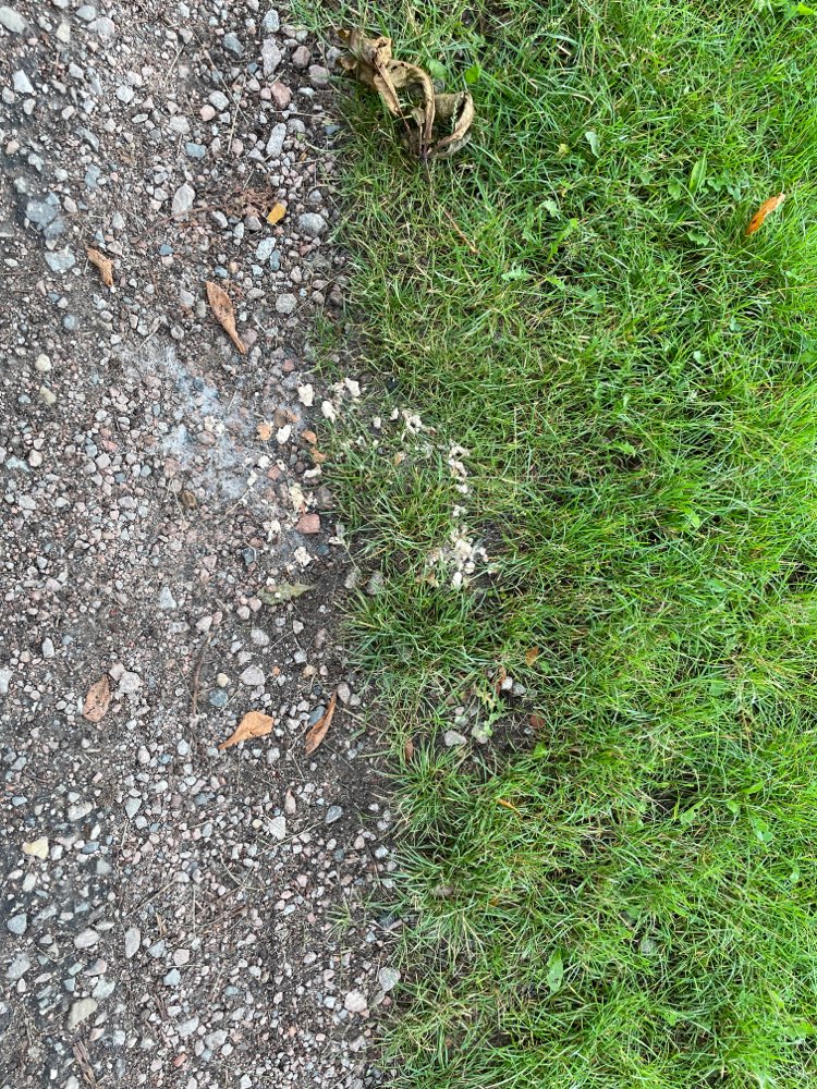 Giftköder-Brot / Fleisch / Köder?-Profilbild