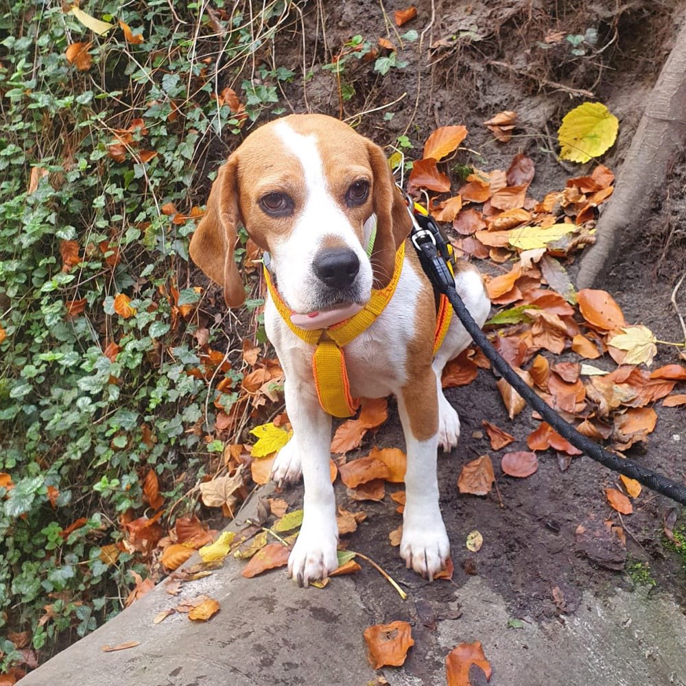 Hundetreffen-Beagle-Treffen in Harburg-Profilbild