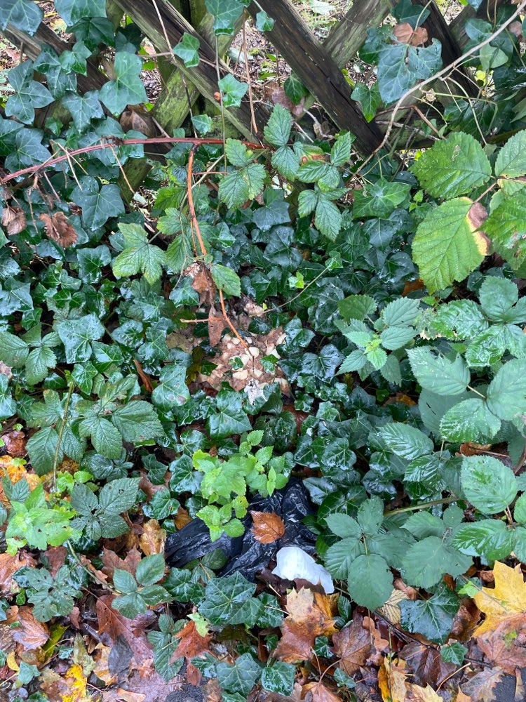 Giftköder-Essen ausgelegt am Zaun im Laub-Profilbild