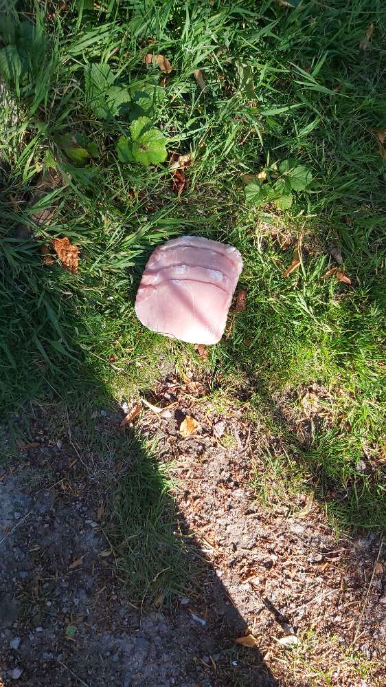 Giftköder-Rohes Fleisch u. Knochen-Profilbild