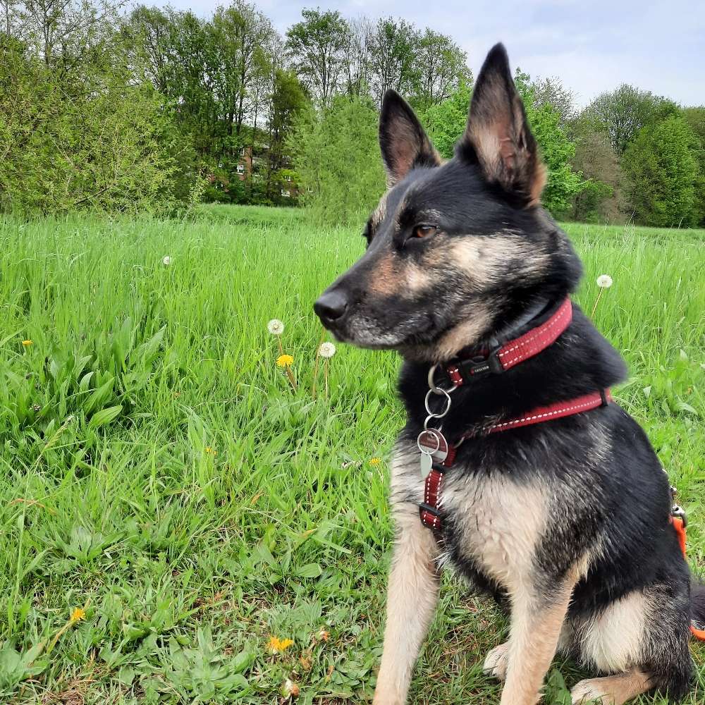 Hundetreffen-Gassi-/Spielrunde-Profilbild