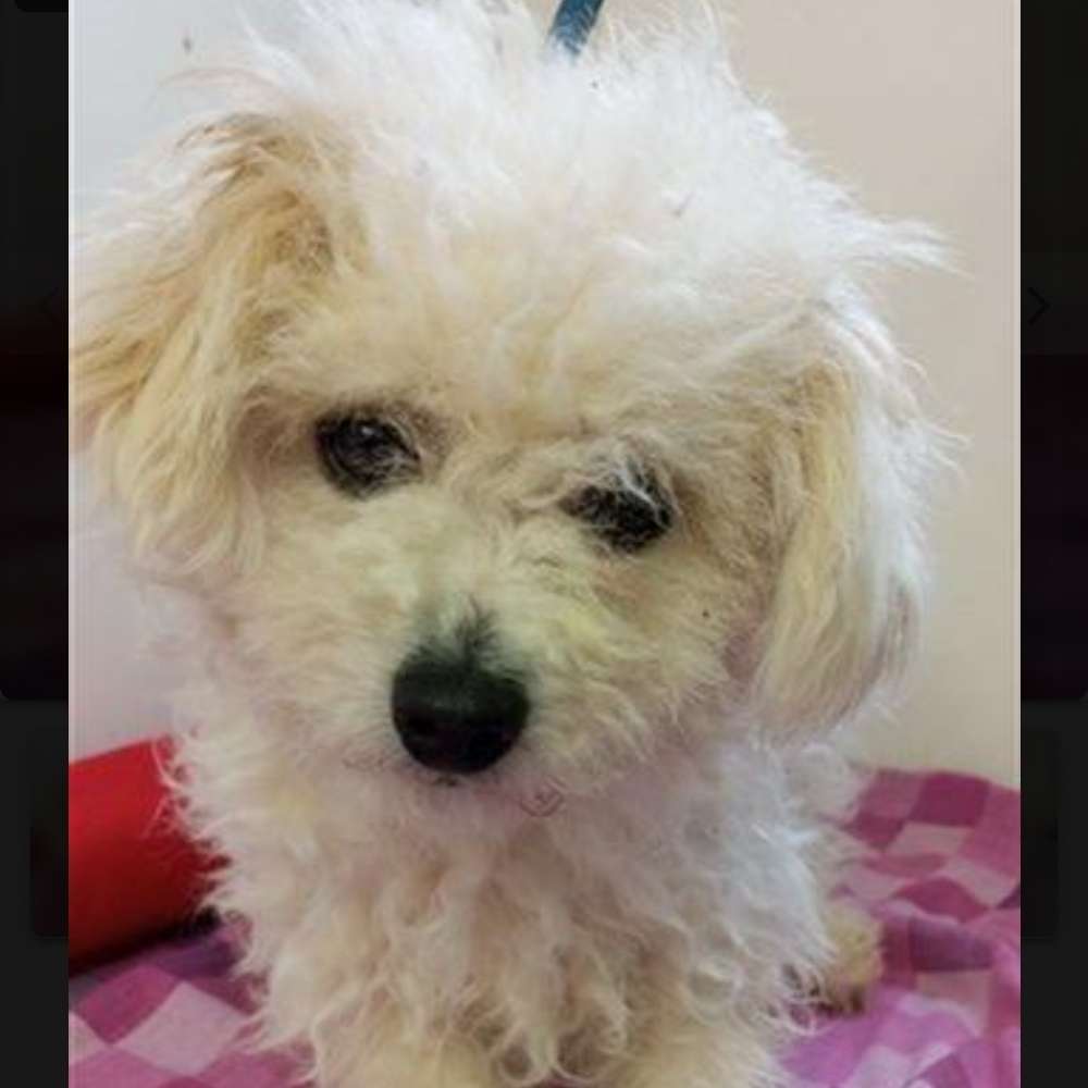 Giftköder-Gift eventuell-Profilbild