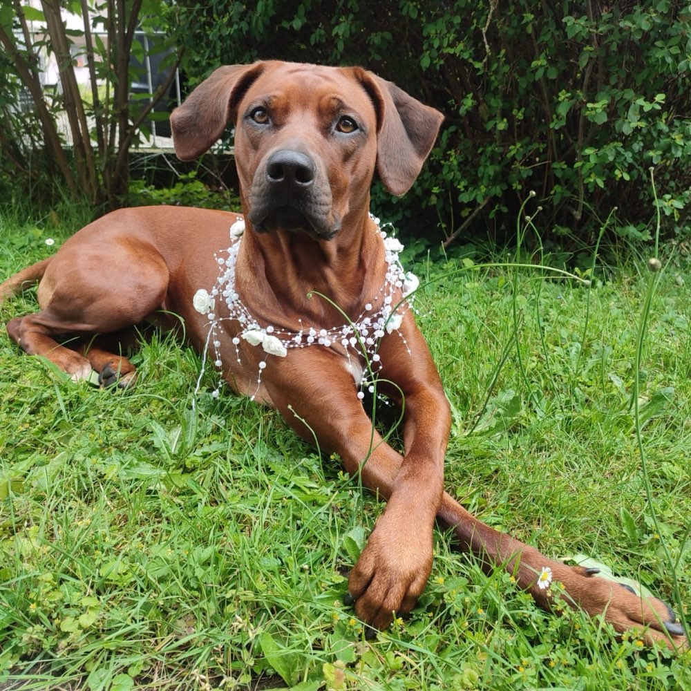 Hundetreffen-Gassi/ Spielrunde-Profilbild