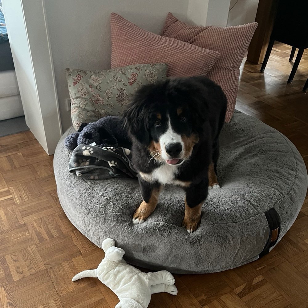 Hundetreffen-Welpenspielrunde-Profilbild