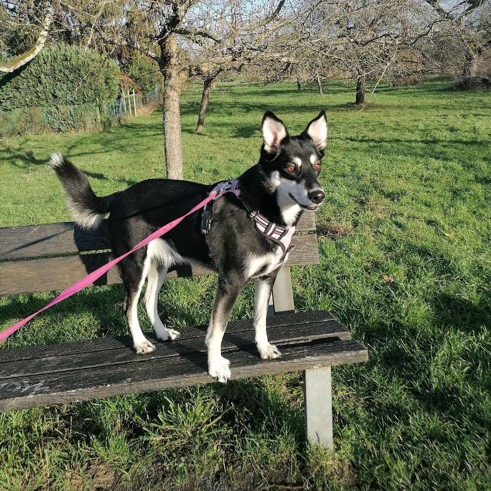 Hundetreffen-Gemeinsame Gassirunde-Profilbild