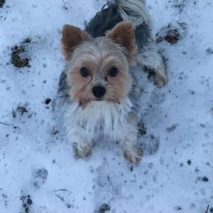 Hundetreffen-Gassirunde-Profilbild