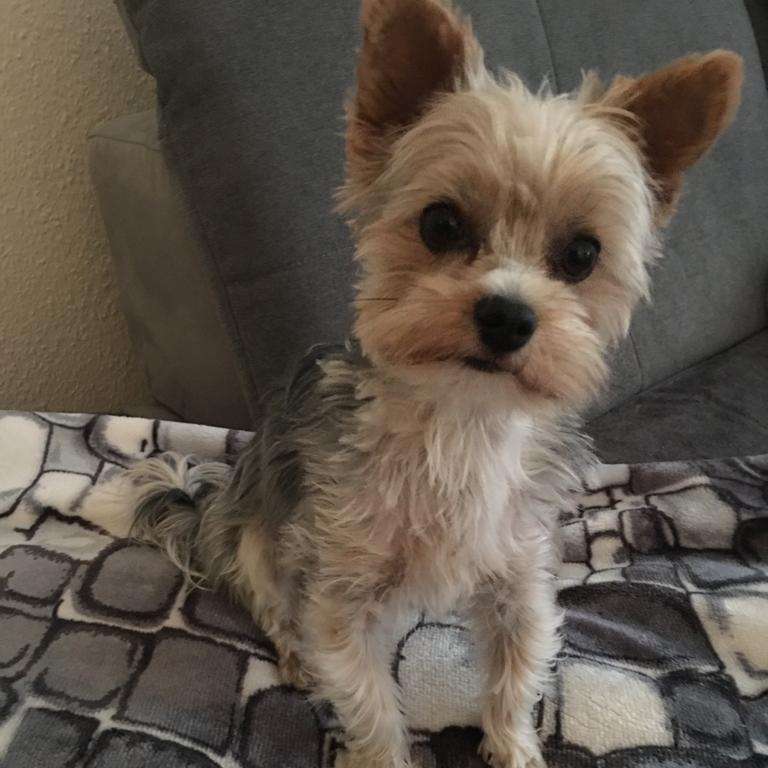 Hundetreffen-Gassirunde und Toben-Profilbild