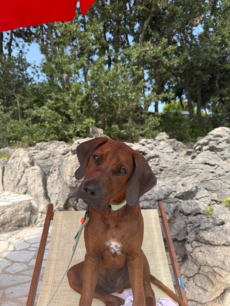 Hundetreffen-Spaziergänge mit Spieleinheiten-Profilbild