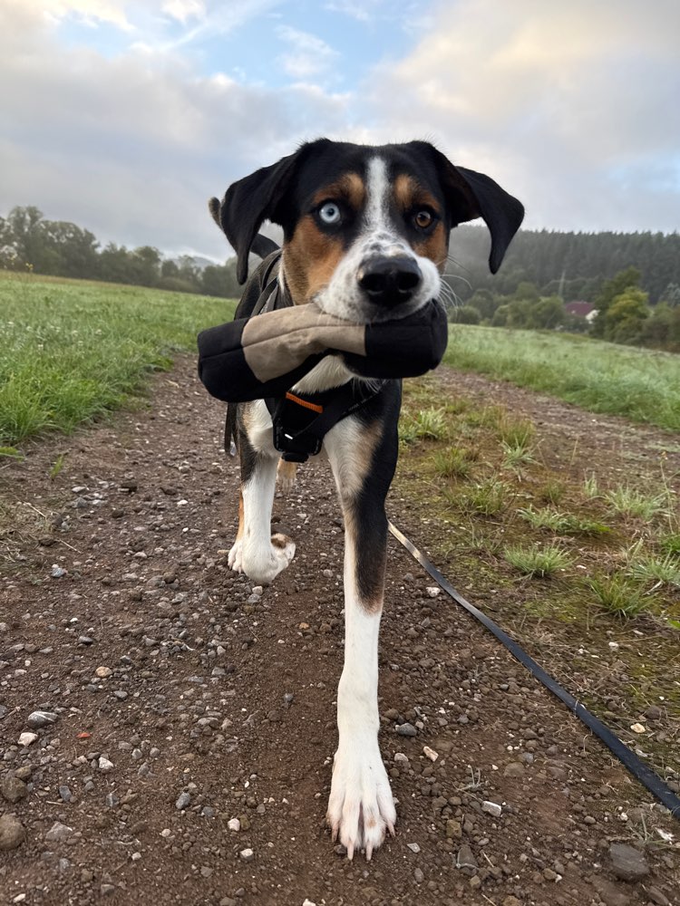 Hundetreffen-Hundekumpel gesucht-Profilbild