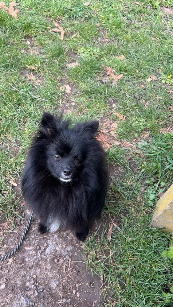 Hundetreffen-Sicherer Hund für Hundebegegung gesucht-Profilbild